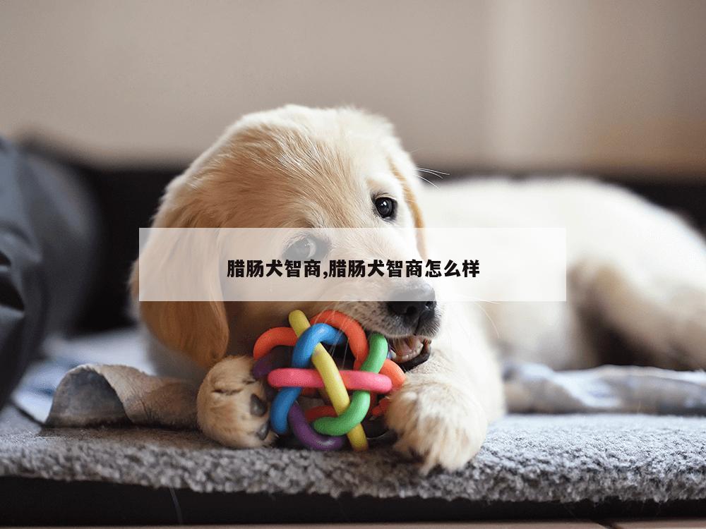 腊肠犬智商,腊肠犬智商怎么样